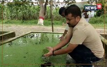 पशुओं के लिए सस्ते आहार का विकल्प है एजोला, बेहद कम खर्च पर साल भर तैयार कर सकते हैं हरा चारा
