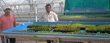 बिहार में इजराइली तकनीक पर आधारित हाइड्रोपोनिक यूनिट शुरू, हवा में उगाई जाएगी सब्ज़ी 