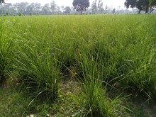 बाराबंकी जिले में खस की खेती से किसानों को हो रहा अच्छा मुनाफा