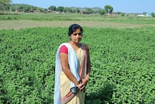मेंथा की महक से गुलजार हुआ गया, बंजर भूमि से महिलाओं को हो रही है 10 गुणा कमाई