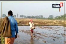 Buxar News: खेतों में धान का बिचड़ा गिराने लगे हैं किसान, अनुदानित बीज नहीं मिलने से बढ़ी मुश्किलें
