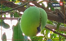 Agriculture News : सड़ कर गिर रहा है आम का फल तो यह है कारण? वैज्ञानिक बोले- इस कीटनाशक का करें छिड़काव