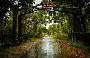 Pilibhit Tiger Reserve के ये खूबसूरत वन्यजीव और यह खास चीजें भी मोह लेंगी आपका