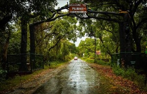 Pilibhit Tiger Reserve के ये खूबसूरत वन्यजीव और यह खास चीजें भी मोह लेंगी आपका मन, देखें खूबसूरत तस्वीरें
