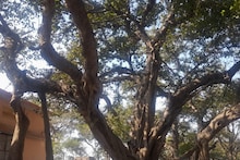 मेरठ वन विभाग की अनोखी मुहिम, ऐतिहासिक पेड़ों को दिला रहा विरासत का दर्जा