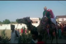 Video : आदिवासी समाज की अनोखी परंपरा, दूल्हा-दुल्हन को ऊंट पर बैठाकर दी जाती है विदाई