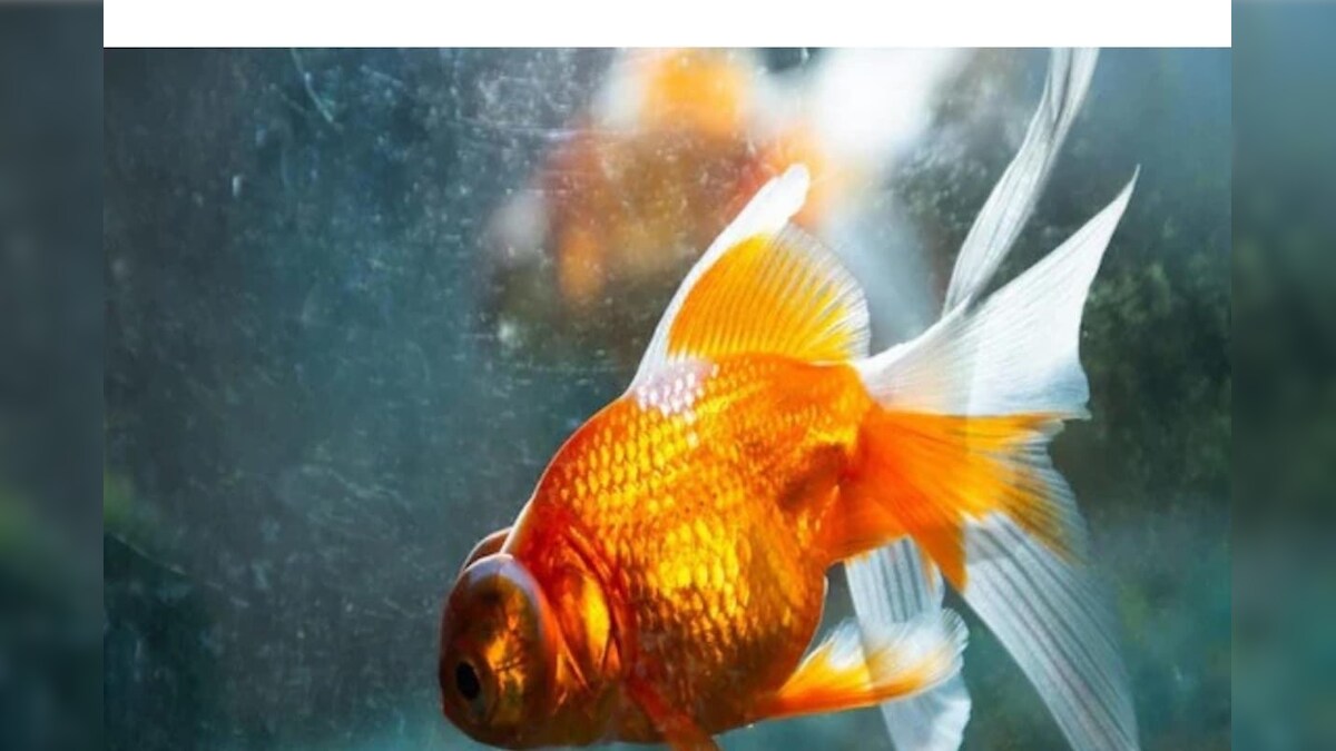 Business Idea: गुडलक लाती है ये मछली करेगी, कम लागत में मिलेगा लाखों का फायदा