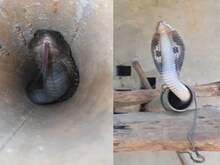 लोहे की पाइप में छिपा दिखा खतरनाक किंग कोबरा, लोगों को देखते ही लगा फुफकारने