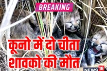 Kuno National Park: गर्मी बर्दाश्त नहीं कर पा रहे कूनो के चीते, दो और शावकों की मौत, अब तक 6 की गई जान
