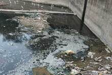 Bhind News: नदी का पानी प्रदूषित, हजारों मछलियों की मौत, जांच करेगा मत्स्य विभाग