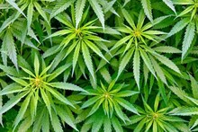 Cannabis Farming: भांग की खेती को वैध करने के लिए उत्तराखंड-मध्य प्रदेश से बेहतर नीति लाएगा हिमाचल