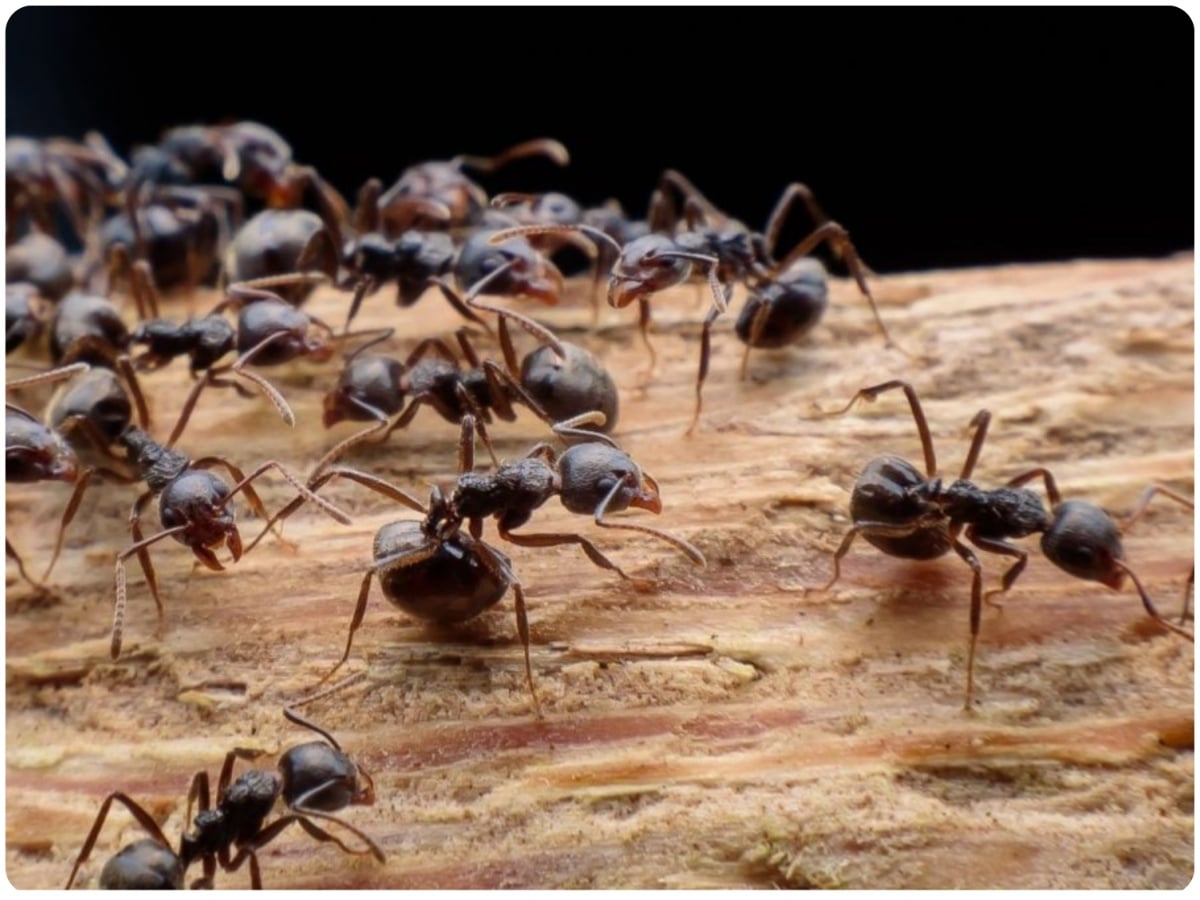 Are Insects Animals, Kingdom Animalia, Animals, Human and Insects, Phylogeny, Evolution Histroy, Species, Biology, Phylogeny, Science News, Science Facts, Human, Insects, Ancestor of Human, Origin of Insects, DNA of Insects and Human is Similar, DNA of Insects, DNA of Human