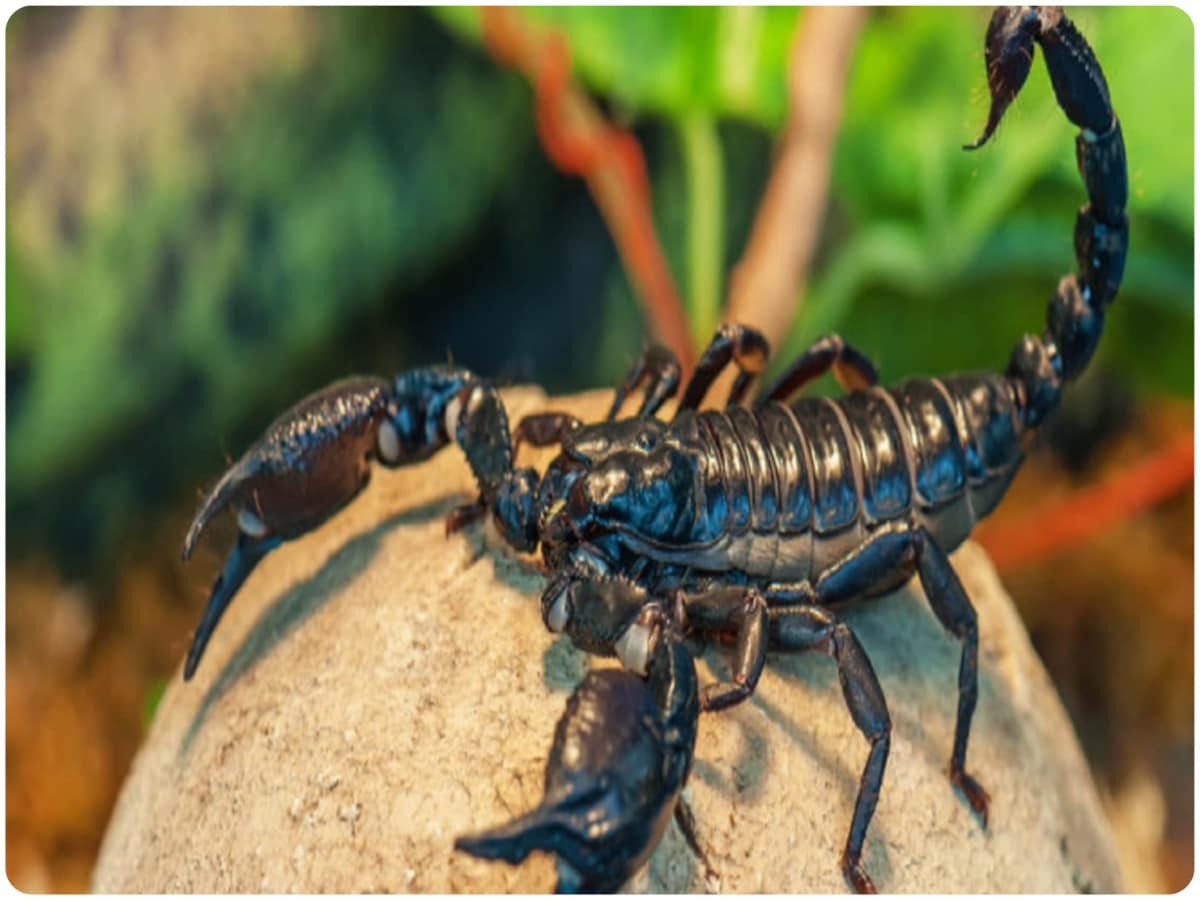 Are Insects Animals, Kingdom Animalia, Animals, Human and Insects, Phylogeny, Evolution Histroy, Species, Biology, Phylogeny, Science News, Science Facts, Human, Insects, Ancestor of Human, Origin of Insects, DNA of Insects and Human is Similar, DNA of Insects, DNA of Human