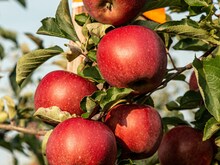 केंद्र का बड़ा फैसला, 50 रुपये किलो से कम दाम के सेब के आयात पर लगाई रोक