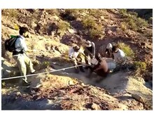 अर्जेंटीना में मिला अब तक के सबसे बड़े डायनासोर का जीवाश्म... 30 मीटर लंबा...