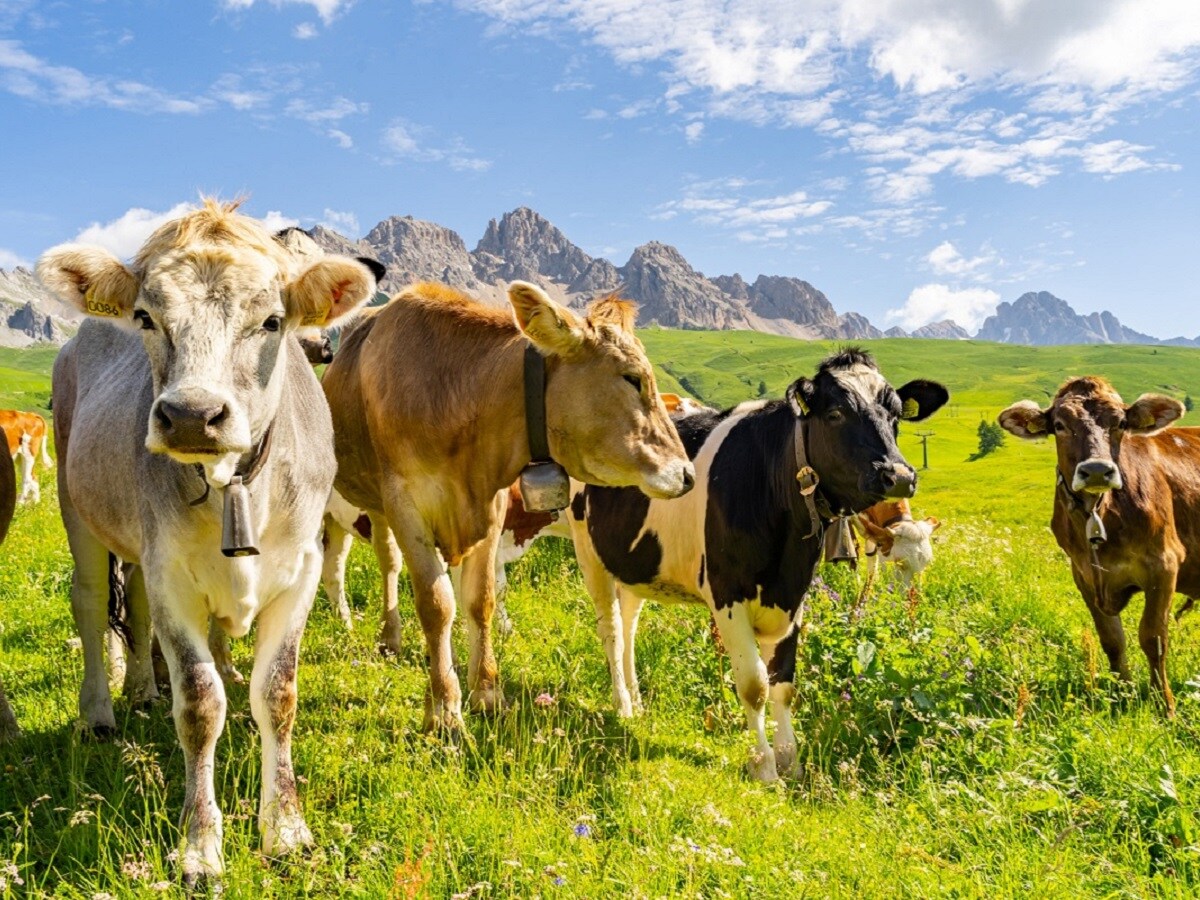 World, Environment, Science, Research, United Nations, Food and Agriculture Organizations, World Milk Day 2023, World Milk Day, Milk significance, Dairy, Dairy Impact on environment, environmental footprint, nutritious foods, livelihoods,
