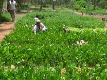 हरा-भरा बनेगा राजस्‍थान, वन विभाग 80 हजार हेक्टेयर में करेगा पौधारोपण