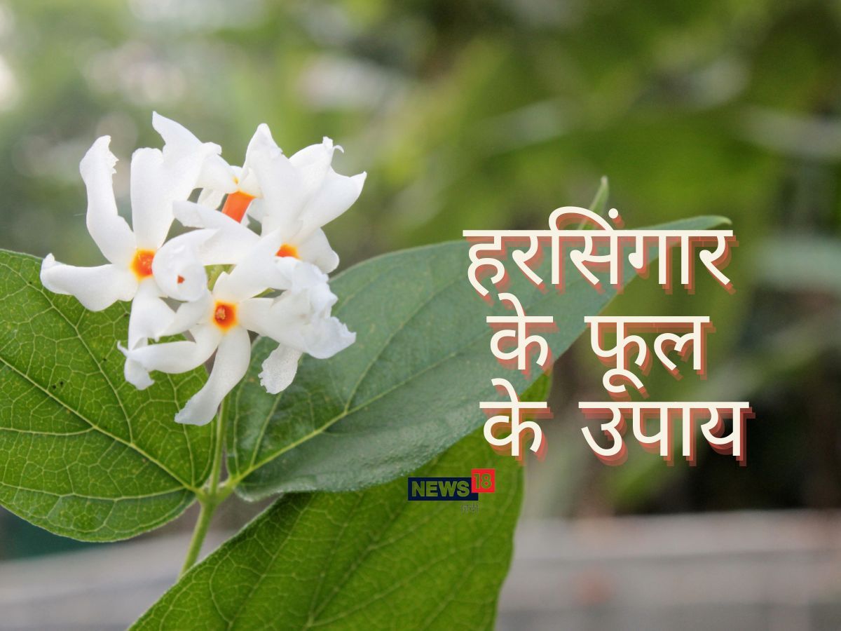 Vastu Tips Harsingar Plant Benefit To Keep Parijat Plant In 52 OFF vastu-tips-harsingar-plant-benefit-to-keep-parijat-plant-in-52-off