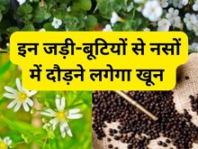 3 हर्ब्स से कतरे-कतरे में लबालब भर जाएगा खून, रगों में तेज दौड़ने लगेगा खून
