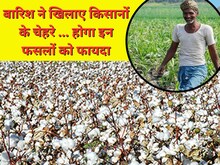 बेमौसम बारिश से कपास की फसल को मिला फायदा, अतिवृष्टि से होगा नुकसान