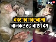 एक बंदर ऐसा भी, जब दुकानदारों ने प‍िलाई उसको शराब और कराया शांत, क्‍योंक‍ि...