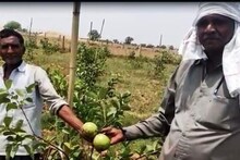 एक बार खर्च...फिर हर साल मुनाफा! अमरूद, एप्पल बेर से यह किसान कमा रहा लाखों