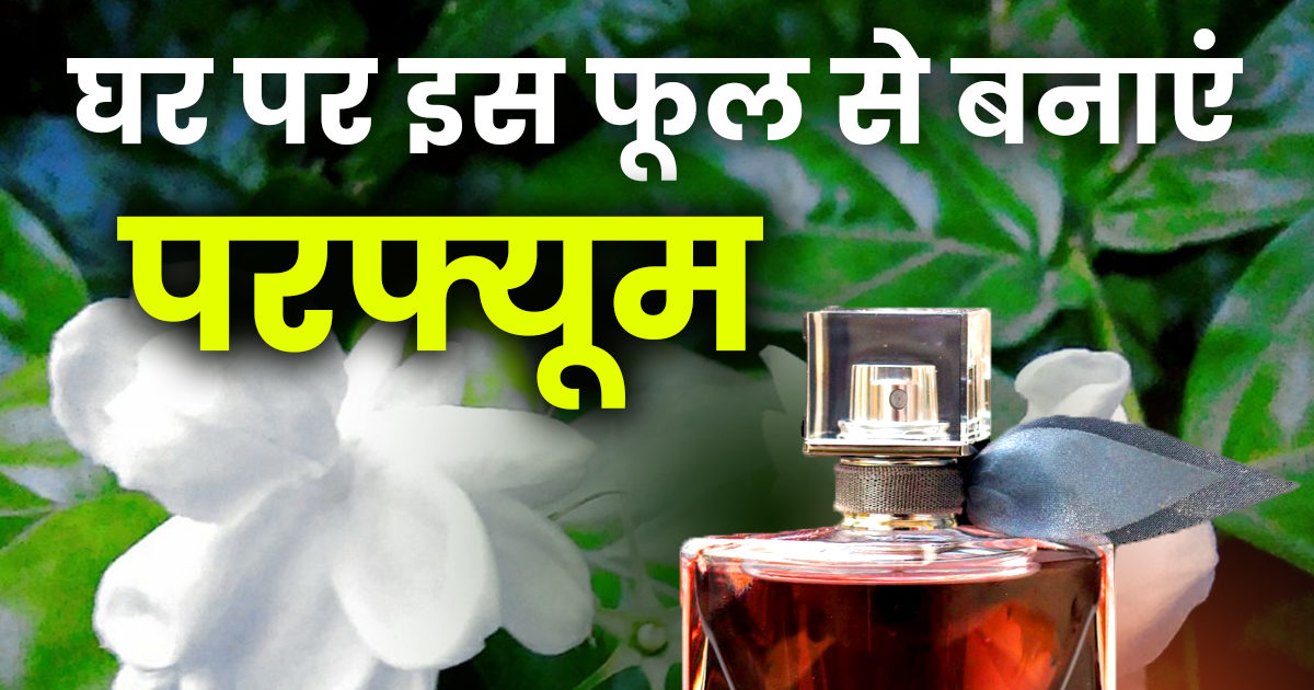 घर पर बनाएं महंगे ब्रैंड जैसा परफ्यूम, मोगरे की भीनी खुशबू से दिनभर
