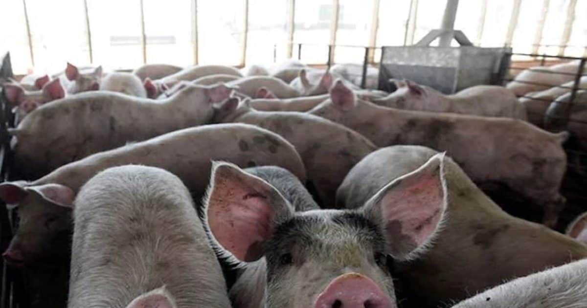Pig affected from ASF Virus
