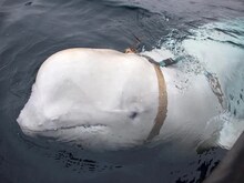 Russian Spy Whale: स्‍वीडन में 4 साल बाद देखी रूसी 'स्‍पाई व्‍हेल', अलर्ट जारी