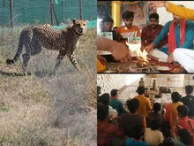 PHOTOS: कूनो नेशनल पार्क में चीतों की मौत से पसरा मातम, मंदिर में हवन शुरू
