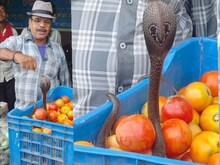 सागर की सब्जी मंडी में निकला सांप, फिर 'बाबा' ने ऐसे पकड़ी जहरीली नागिन  