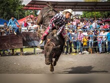 Bull attack: बुल राइडिंग करते शख्स को सांड ने पटका, फिर कुचल-कुचलकर किया अधमरा