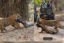 Video: शिकार की गर्दन दबोचे दिखा टाइगर, सबके सामने से घसीट ले गया जंगल के अंदर