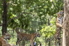 Tiger Video: कान्‍हा नेशनल पार्क में 3 शावकों के साथ नजर आई बाघिन, पर्यटकों का रास्‍ता रोक सड़क पर बैठी
