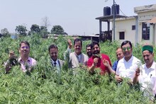 Cannabis Farming: डोईवाला में भांग के खेतों में क्यों मुस्कुरा रहे हैं हिमाचल के BJP और कांग्रेसी MLA?