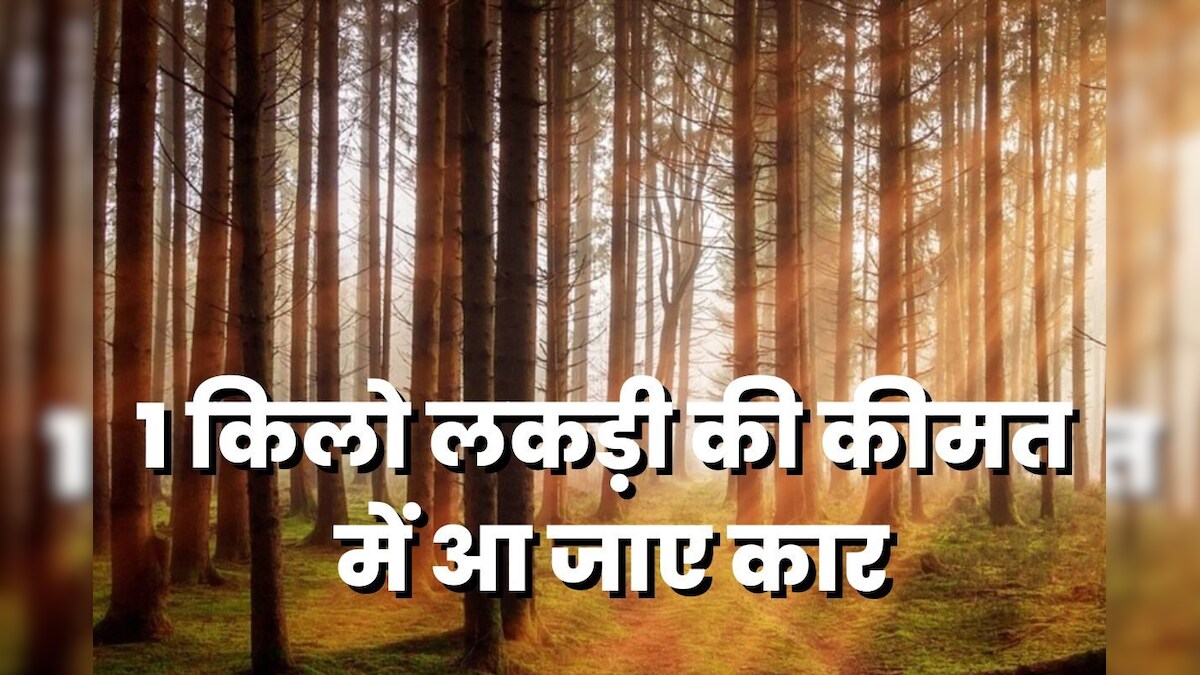 चंदन नहीं है दुनिया की सबसे महंगी लकड़ी, अफ्रीकन ब्लैकवुड की कीमत जान आप भी कहेंगे-बाप रे बाप!