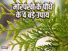 घर में लगाएं हरे पत्ते वाला यह पौधा, मां लक्ष्मी होती हैं बेहद प्रसन्न