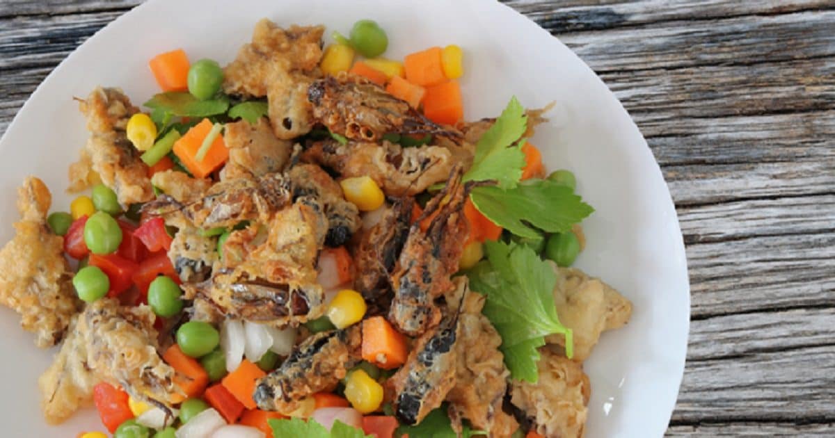 Insects Food In India : देश के वो राज्य जहां चाव से खाए जाते हैं कीड़े ...