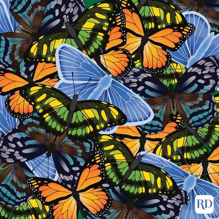 can you spot a caterpiller among butterflies, can you spot a caterpiller, spot a caterpiller among butterflies within 9 seconds, optical illusion challenge, spot a caterpiller, optical illusion, Can you spot a caterpiller in butterflies