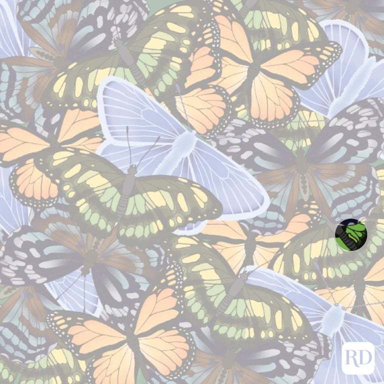 can you spot a caterpiller among butterflies, can you spot a caterpiller, spot a caterpiller among butterflies within 9 seconds, optical illusion challenge, spot a caterpiller, optical illusion, Can you spot a caterpiller in butterflies