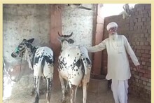 DNA टेस्ट से तय हुआ गाय का मालिक: डेढ़ साल चला विवाद, SP-DSP सब जुटे रहे, पढ़ें कहां हुआ ये केस