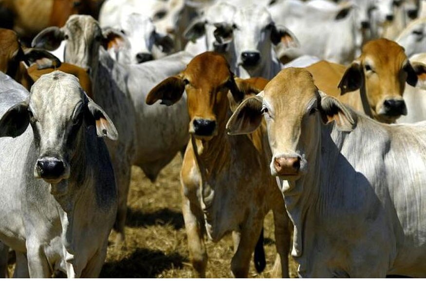 Success Story, Success Story Jaguru Achar Harinder, cow farming business, cow farming business profit, how to start dairy farming business, cow dung business, dairy farming business profit, How to Earn, how to start business