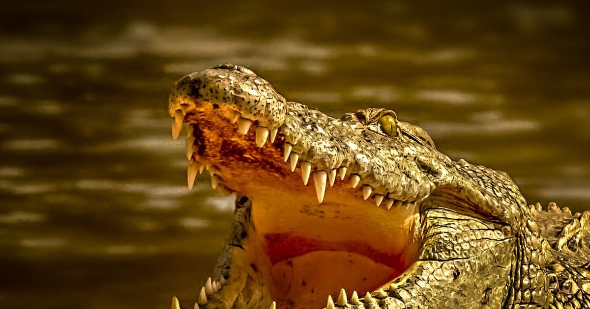 crocodile attack 2