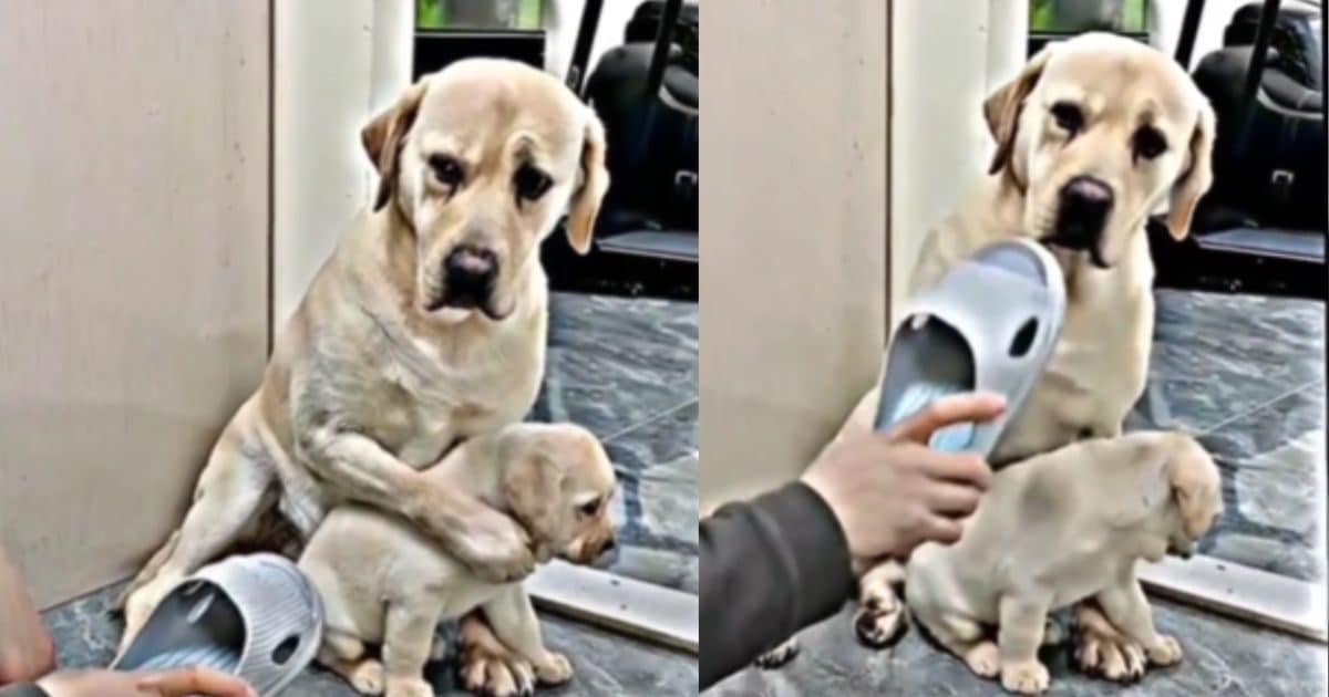 Mother's Day पपी ने की गलती, तो मालिक के गुस्से से बचाती दिखी मां