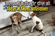 बनारस की गलियों में घूमने वाले दो आवारा कुत्तों का बना पासपोर्ट, 7 समंदर पार मिला आशियाना