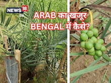 सऊदी के खजूर अब यहीं उगने लगे! लाखों खर्च कर रहे किसान कितने मालामाल होंगे?