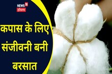 Sirsa Weather Update: Rains revive cotton crop, people get relief from heat, know what the weather will be like