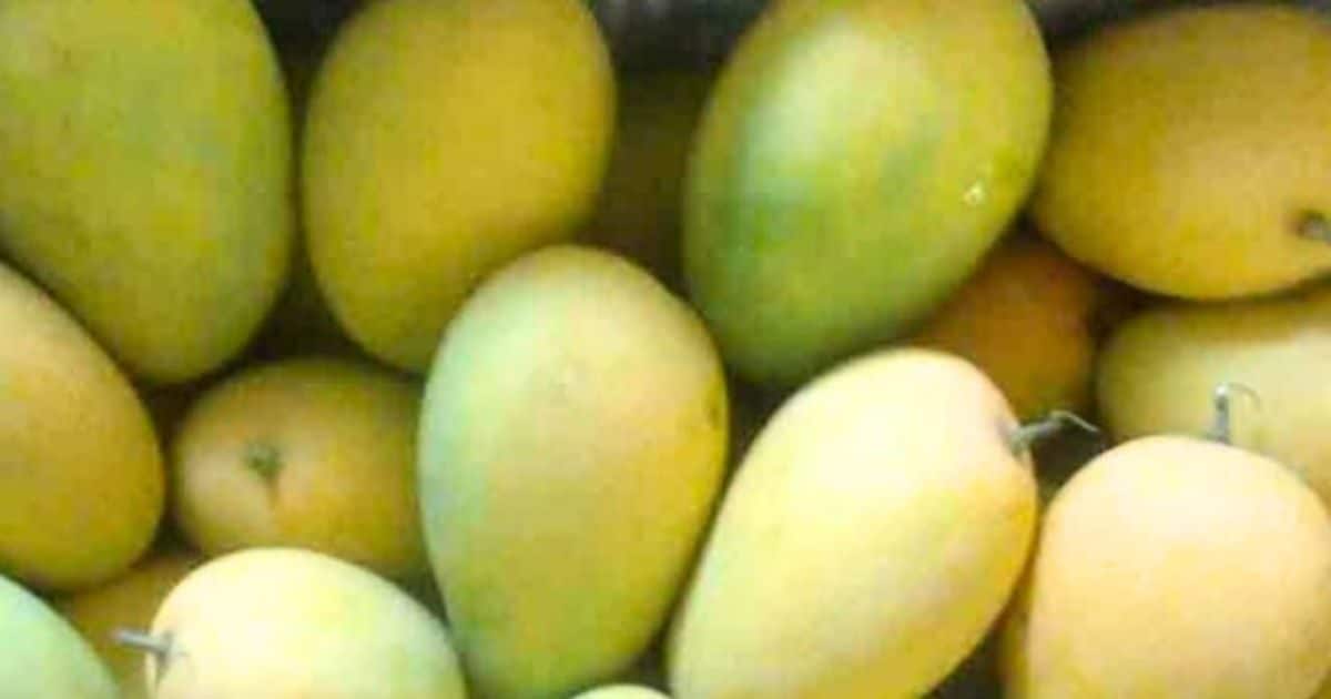 Expensive fruitsभारत के 6 सबसे महंगे फल ! इन्‍हें खरीदना सबके बस की