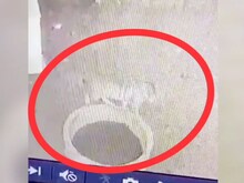 फिर लौटा तेंदुए का खौफ? मथुरा के गोवर्धन इलाके में चहलकदमी करता आया नजर