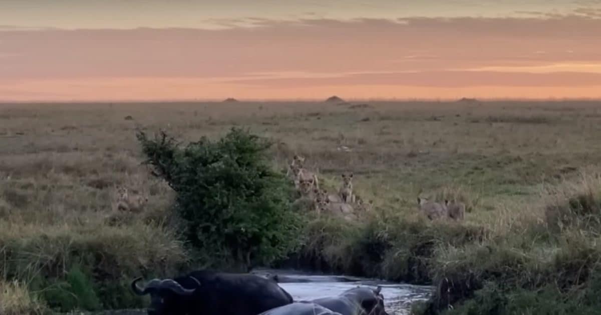 lions attack buffalo